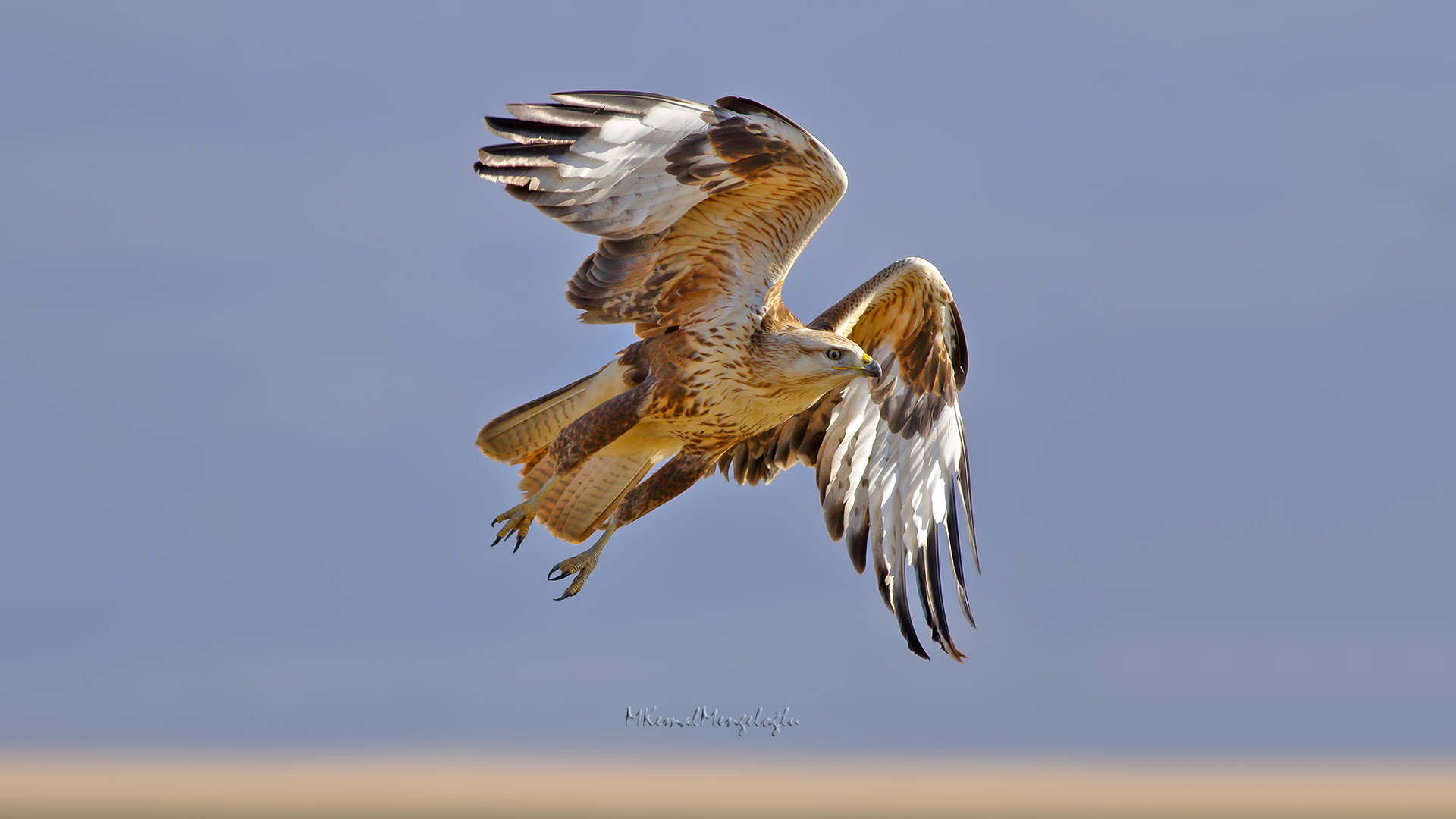Long-legged Buzzard